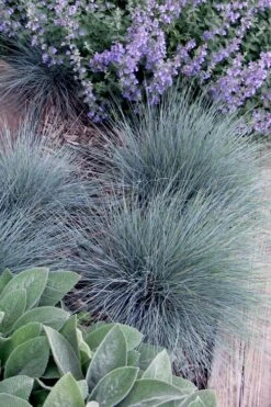 Blue Fescue Grass (Festuca Glauca) - 5 Pack Of Quart Pots -Garden Plants Shop festuca glauca blue fescue grass 7