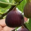 Little Ruby Dwarf Fig Tree - 3 Gallon Pot -Garden Plants Shop ficus carica little ruby fig tree 1