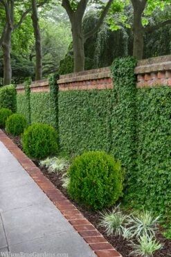 Creeping Fig (Ficus Pumila) - 5 Pack Of Quart Pots -Garden Plants Shop ficus pumila green creeping fig 100