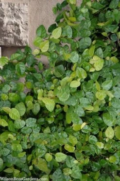 Creeping Fig (Ficus Pumila) - 5 Pack Of Quart Pots -Garden Plants Shop ficus pumila green creeping fig 103