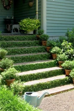 Creeping Fig (Ficus Pumila) - 5 Pack Of Quart Pots -Garden Plants Shop ficus pumila green creeping fig 105