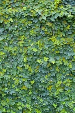 Creeping Fig (Ficus Pumila) - 5 Pack Of Quart Pots -Garden Plants Shop ficus pumila green creeping fig 106