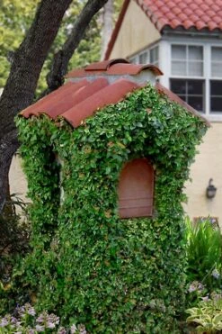 Creeping Fig (Ficus Pumila) - 5 Pack Of Quart Pots -Garden Plants Shop ficus pumila green creeping fig 107