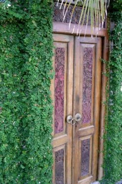 Creeping Fig (Ficus Pumila) - 5 Pack Of Quart Pots -Garden Plants Shop ficus pumila green creeping fig 108