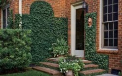 Creeping Fig (Ficus Pumila) - 5 Pack Of Quart Pots -Garden Plants Shop ficus pumila green creeping fig 109