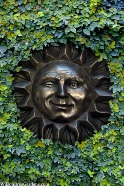 Creeping Fig (Ficus Pumila) - 5 Pack Of Quart Pots -Garden Plants Shop ficus pumila green creeping fig 110