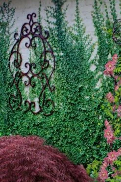 Creeping Fig (Ficus Pumila) - 5 Pack Of Quart Pots -Garden Plants Shop ficus pumila green creeping fig 112