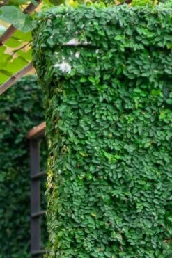 Creeping Fig (Ficus Pumila) - 5 Pack Of Quart Pots -Garden Plants Shop ficus pumila green creeping fig 113