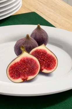 Texas Everbearing Fig Tree - 3 Gallon Pot 13 Texas Everbearing Fig Tree - 3 Gallon Pot -Garden Plants Shop fig texas everbearing 11