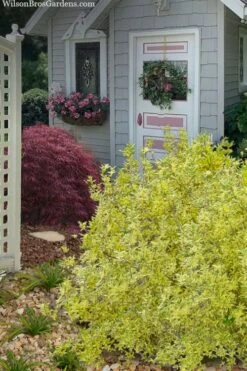 Believe It Or Not Forsythia - 2 Gallon Pot -Garden Plants Shop forsythia believe it or not 11