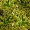 Believe It Or Not Forsythia - 2 Gallon Pot -Garden Plants Shop forsythia believe it or not 2