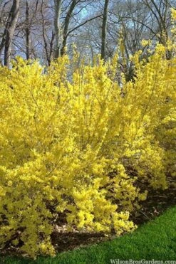 Believe It Or Not Forsythia - 2 Gallon Pot -Garden Plants Shop forsythia believe it or not 3