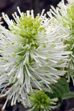 Dwarf Fothergilla - 1 Gallon Pot 14 Dwarf Fothergilla - 1 Gallon Pot -Garden Plants Shop fothergilla gardenii dwarf witch alder 1