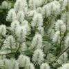Dwarf Fothergilla - 1 Gallon Pot 2 Dwarf Fothergilla - 1 Gallon Pot -Garden Plants Shop fothergilla gardenii dwarf witch alder 2