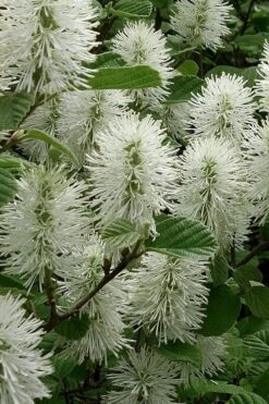 Dwarf Fothergilla - 1 Gallon Pot 16 Dwarf Fothergilla - 1 Gallon Pot -Garden Plants Shop fothergilla gardenii dwarf witch alder 3