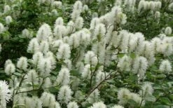 Dwarf Fothergilla - 1 Gallon Pot 19 Dwarf Fothergilla - 1 Gallon Pot -Garden Plants Shop fothergilla gardenii dwarf witch alder 4