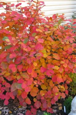 Dwarf Fothergilla - 1 Gallon Pot 18 Dwarf Fothergilla - 1 Gallon Pot -Garden Plants Shop fothergilla gardenii dwarf witch alder 5