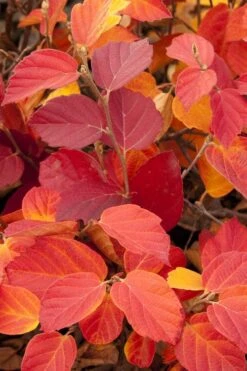 Dwarf Fothergilla - 1 Gallon Pot 15 Dwarf Fothergilla - 1 Gallon Pot -Garden Plants Shop fothergilla gardenii dwarf witch alder 6