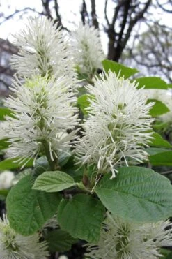 Dwarf Fothergilla - 1 Gallon Pot 17 Dwarf Fothergilla - 1 Gallon Pot -Garden Plants Shop fothergilla gardenii dwarf witch alder 7