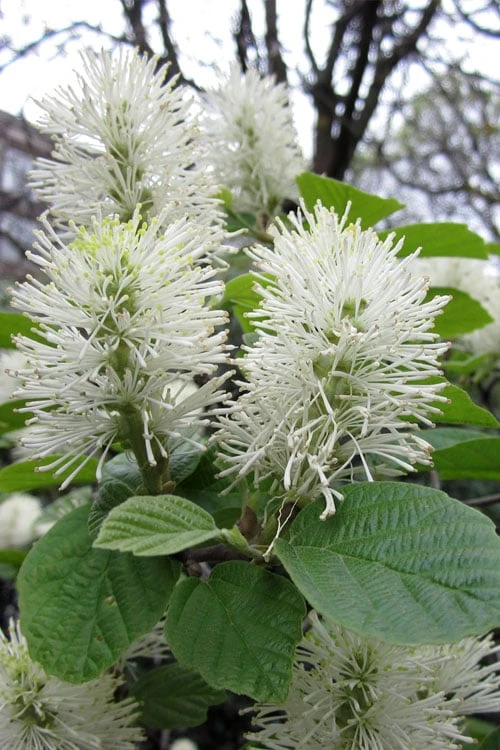 Dwarf Fothergilla - 1 Gallon Pot 9 Dwarf Fothergilla - 1 Gallon Pot - Image 7