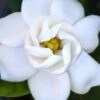 Buttons Gardenia - 3 Gallon Pot -Garden Plants Shop gardenia buttons 2
