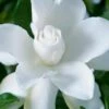 Celestial Star Gardenia - 1 Gallon Pot 2 Celestial Star Gardenia - 1 Gallon Pot -Garden Plants Shop gardenia celestial star 1