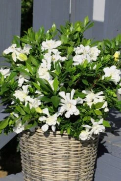 Celestial Star Gardenia - 1 Gallon Pot -Garden Plants Shop gardenia celestial star 3