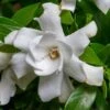 Fool Proof Gardenia - 3 Gallon Pot -Garden Plants Shop gardenia fool proof 1