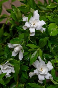 Fool Proof Gardenia - 3 Gallon Pot -Garden Plants Shop gardenia fool proof 4