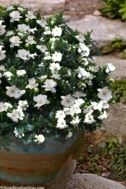 Buttons Gardenia - 3 Gallon Pot -Garden Plants Shop gardenia jasminoides buttons 10