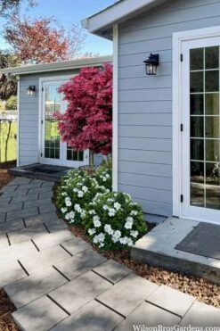 Snow Globe Gardenia - 3 Gallon Pot -Garden Plants Shop gardenia jasminoides snow globe 3