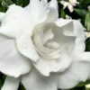 Snow Puff Hardy Gardenia - 7 Gallon Pot -Garden Plants Shop gardenia jasminoides snow puff 4