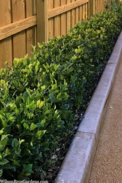 Summer Snow Gardenia - 3 Gallon Pot -Garden Plants Shop gardenia jasminoides summer snow 11