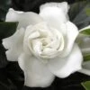 Summer Snow Gardenia - 3 Gallon Pot -Garden Plants Shop gardenia jasminoides summer snow 12