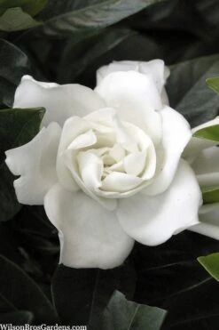 Garden Plants Shop 43 Summer Snow Gardenia - 3 Gallon Pot