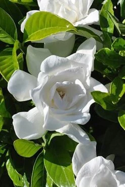 Summer Snow Gardenia - 3 Gallon Pot -Garden Plants Shop gardenia jasminoides summer snow 4