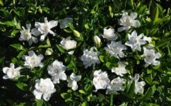 Summer Snow Gardenia - 3 Gallon Pot -Garden Plants Shop gardenia jasminoides summer snow 9