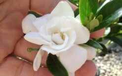 Jubilation Gardenia - 5 Gallon Pot -Garden Plants Shop gardeniajubilation 5