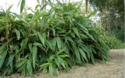 Giant Leaf Bamboo - Indocalamus Tessellatus - 3 Gallon Pot -Garden Plants Shop giant leaf bamboo