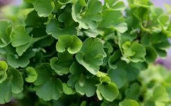 Jade Butterfly Dwarf Ginkgo Tree - 3 Gallon Pot -Garden Plants Shop ginkgo biloba jade butterfly 1