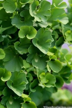 Jade Butterfly Dwarf Ginkgo Tree - 3 Gallon Pot -Garden Plants Shop ginkgo biloba jade butterfly 3