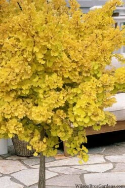 Mariken Dwarf Ginkgo Single Trunk Topiary Tree - 2 Gallon Pot -Garden Plants Shop ginkgo biloba mariken single trunk topiary tree 1
