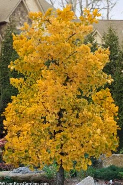 Jade Butterfly Dwarf Ginkgo Tree - 3 Gallon Pot -Garden Plants Shop ginkgo jade butterfly 11