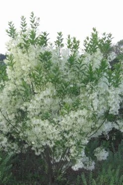Grancy Graybeard - White Fringe Tree - 3 Gallon Pot -Garden Plants Shop grancy graybeard tree 33