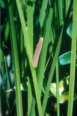 American Sweet Flag (Acorus Americanus) - 8 Pack Of 1 Gallon Pots -Garden Plants Shop grass american sedge 500x750 2