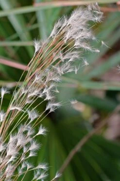 Broomsedge Bluestem Grass (Andropogon Virginicus) - 8 Pack Of 1 Gallon Pots -Garden Plants Shop grass broomsedgebluestem 500x750 1