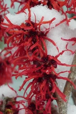 Diane Red Witch Hazel (Hamamelis X Intermedia) - 7 Gallon Pot -Garden Plants Shop hamamelis intermedia diane witch hazel 11