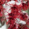 Diane Red Witch Hazel (Hamamelis X Intermedia) - 7 Gallon Pot -Garden Plants Shop hamamelis intermedia diane witch hazel 12