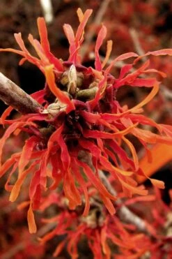 Diane Red Witch Hazel (Hamamelis X Intermedia) - 7 Gallon Pot -Garden Plants Shop hamamelis intermedia diane witch hazel 2