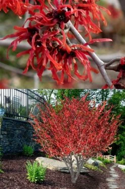 Diane Red Witch Hazel (Hamamelis X Intermedia) - 7 Gallon Pot -Garden Plants Shop hamamelis intermedia diane witch hazel 8
